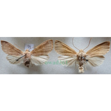 Xanthia ocellaris (Borkhausen, 1792) pair Ozimica oczatka Czech9j